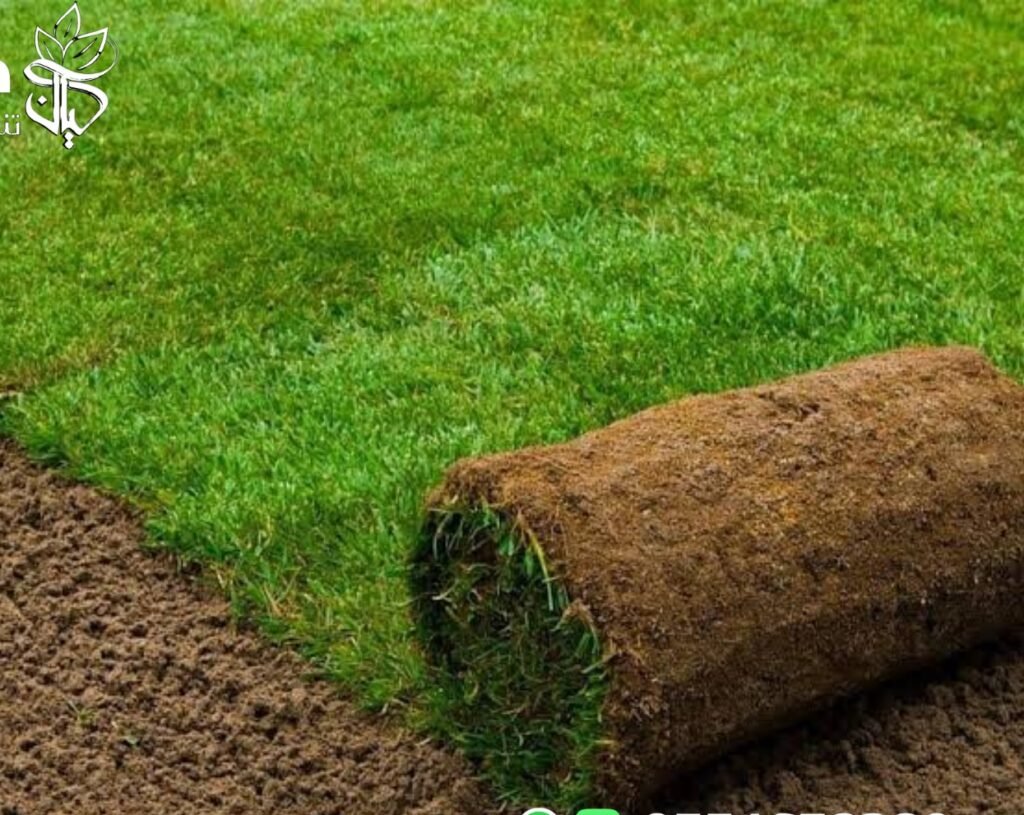 العشب الطبيعي بالرياض