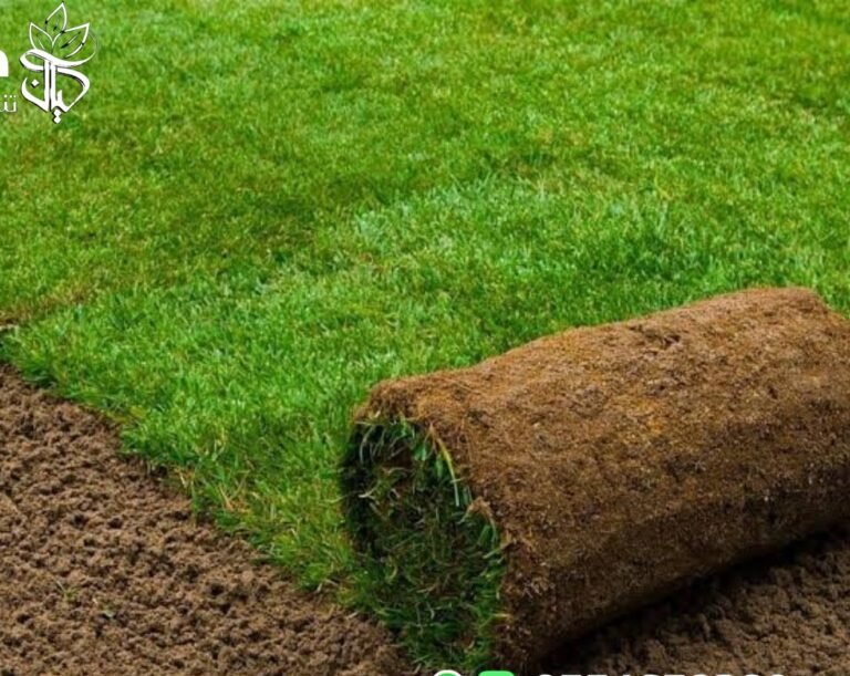 العشب الطبيعي بالرياض